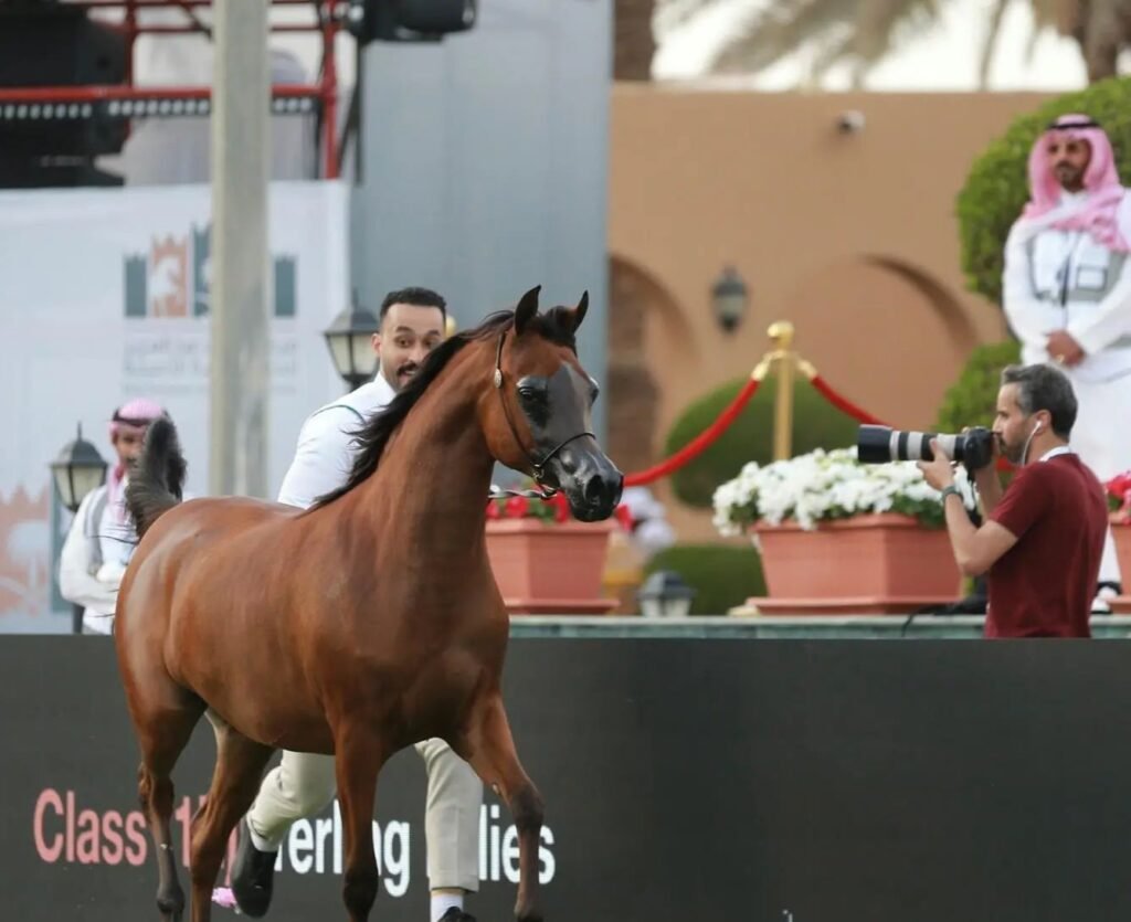 انطلاق فعاليات العرض الدولي الثامن لجمال الخيل العربية بمنافسات قوية لـ182 مهرة