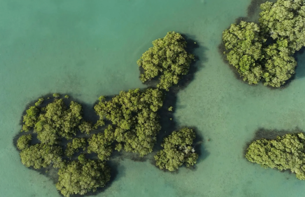 "البحر الأحمر الدولية" تنال شهادة "إيرث تشيك" العالمية للاستدامة