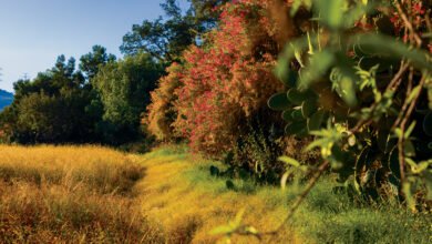 مبادرة السعودية الخضراء في مؤتمر «كوب 28»: الطبيعة، واستخدام الأراضي، والمحيطات