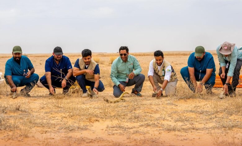 تنمية الحياة الفطرية يطلق 21 ضباً بمحمية الملك خالد