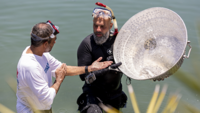 "Arabian Shores" Premieres January 31   Discovery Channel 