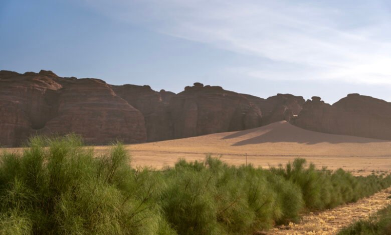 AlUla Peregrina Supply Chain Expands Global Footprint, Bridging the Desert of Arabia's Heritage with the Future of Natural and Sustainable Beauty and Health 