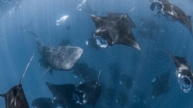 Moonlighting with Mantas: Discover 2025's Manta Hot Dates and Manta Watch Offer with Four Seasons Resort Maldives at Landaa Giraavaru