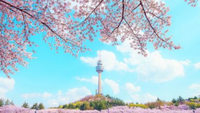 Catch Korea’s Cherry Blossom Magic: The Most Picture-Perfect Time to Visits