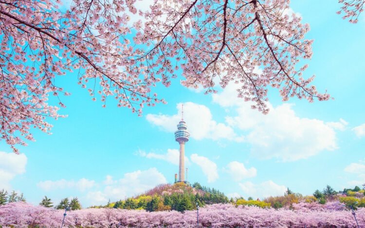 Catch Korea’s Cherry Blossom Magic: The Most Picture-Perfect Time to Visits
