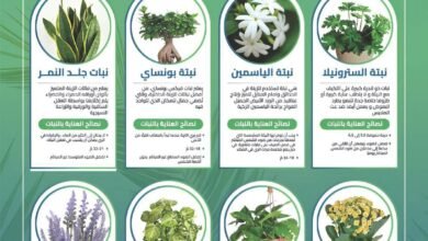 منازلنا خضراء كشرقيتنا الخضراء