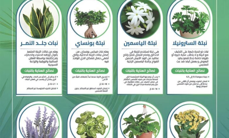 منازلنا خضراء كشرقيتنا الخضراء