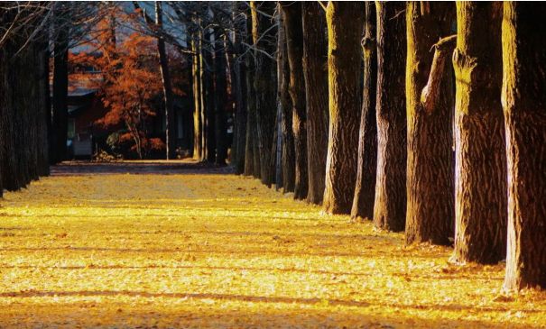 اختبروا الموسم الذهبي الفاخر لكوريا: هروب خريفي مثالي للمسافرين السعوديين