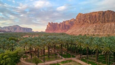 جامعة طيبة تنظم فعالية "حوِّل مزرعتك إلى وجهة سياحية" ضمن موسم تمور العُلا