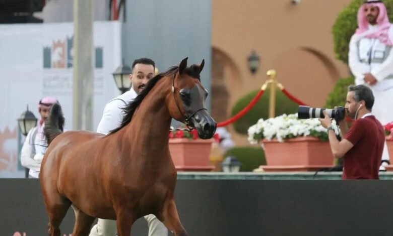 انطلاق فعاليات العرض الدولي الثامن لجمال الخيل العربية بمنافسات قوية لـ182 مهرة