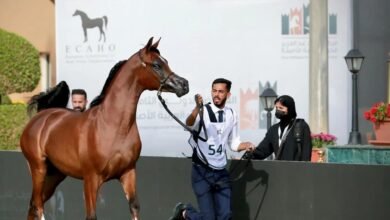 منافسات قوية في اليوم الثالث من العرض الدولي الثامن لجمال الخيل العربية