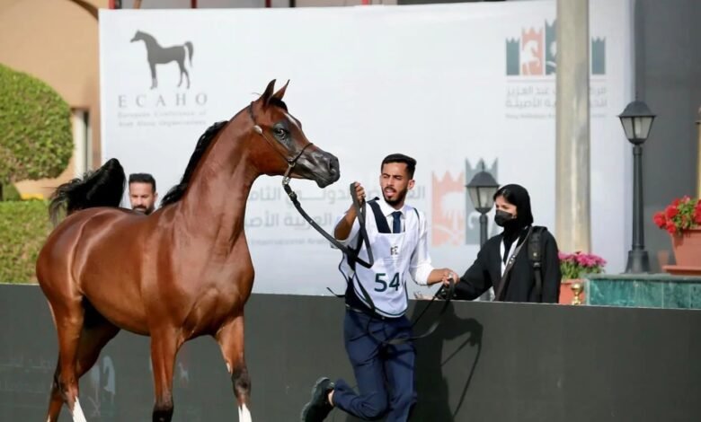 منافسات قوية في اليوم الثالث من العرض الدولي الثامن لجمال الخيل العربية