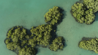 "البحر الأحمر الدولية" تنال شهادة "إيرث تشيك" العالمية للاستدامة