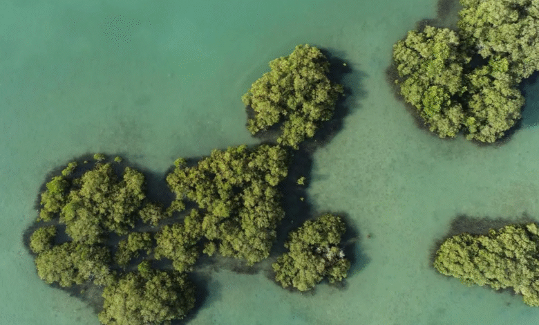 "البحر الأحمر الدولية" تنال شهادة "إيرث تشيك" العالمية للاستدامة